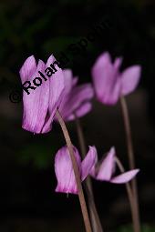 Europäisches Alpenveilchen, Cyclamen purpurascens, Primulaceae, Cyclamen purpurascens, Cyclamen europaeum, Europäisches Alpenveilchen, Habitus blühend Kauf von 00532_cyclamen_purpurascens_dsc_3197.jpg