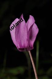 Europäisches Alpenveilchen, Cyclamen purpurascens, Primulaceae, Cyclamen purpurascens, Cyclamen europaeum, Europäisches Alpenveilchen, Habitus blühend Kauf von 00532_cyclamen_purpurascens_dsc_3198.jpg