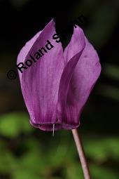 Europäisches Alpenveilchen, Cyclamen purpurascens, Primulaceae, Cyclamen purpurascens, Cyclamen europaeum, Europäisches Alpenveilchen, Habitus blühend Kauf von 00532_cyclamen_purpurascens_dsc_3199.jpg