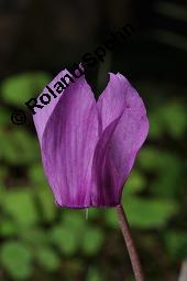 Europäisches Alpenveilchen, Cyclamen purpurascens, Primulaceae, Cyclamen purpurascens, Cyclamen europaeum, Europäisches Alpenveilchen, Habitus blühend Kauf von 00532_cyclamen_purpurascens_dsc_3200.jpg