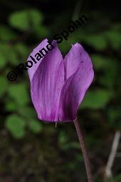 Europäisches Alpenveilchen, Cyclamen purpurascens, Primulaceae, Cyclamen purpurascens, Cyclamen europaeum, Europäisches Alpenveilchen, Habitus blühend Kauf von 00532_cyclamen_purpurascens_dsc_3201.jpg
