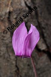 Europäisches Alpenveilchen, Cyclamen purpurascens, Primulaceae, Cyclamen purpurascens, Cyclamen europaeum, Europäisches Alpenveilchen, Habitus blühend Kauf von 00532_cyclamen_purpurascens_dsc_3202.jpg
