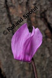 Europäisches Alpenveilchen, Cyclamen purpurascens, Primulaceae, Cyclamen purpurascens, Cyclamen europaeum, Europäisches Alpenveilchen, Habitus blühend Kauf von 00532_cyclamen_purpurascens_dsc_3203.jpg