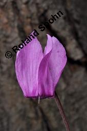 Europäisches Alpenveilchen, Cyclamen purpurascens, Primulaceae, Cyclamen purpurascens, Cyclamen europaeum, Europäisches Alpenveilchen, Habitus blühend Kauf von 00532_cyclamen_purpurascens_dsc_3205.jpg