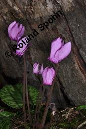 Europäisches Alpenveilchen, Cyclamen purpurascens, Primulaceae, Cyclamen purpurascens, Cyclamen europaeum, Europäisches Alpenveilchen, Habitus blühend Kauf von 00532_cyclamen_purpurascens_dsc_3206.jpg