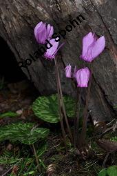 Europäisches Alpenveilchen, Cyclamen purpurascens, Primulaceae, Cyclamen purpurascens, Cyclamen europaeum, Europäisches Alpenveilchen, Habitus blühend Kauf von 00532_cyclamen_purpurascens_dsc_3208.jpg