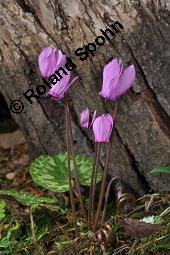 Europäisches Alpenveilchen, Cyclamen purpurascens, Primulaceae, Cyclamen purpurascens, Cyclamen europaeum, Europäisches Alpenveilchen, Habitus blühend Kauf von 00532_cyclamen_purpurascens_dsc_3209.jpg