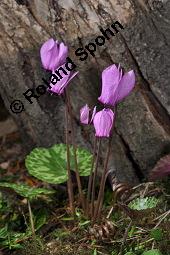 Europäisches Alpenveilchen, Cyclamen purpurascens, Primulaceae, Cyclamen purpurascens, Cyclamen europaeum, Europäisches Alpenveilchen, Habitus blühend Kauf von 00532_cyclamen_purpurascens_dsc_3210.jpg
