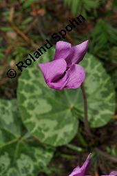 Europäisches Alpenveilchen, Cyclamen purpurascens, Primulaceae, Cyclamen purpurascens, Cyclamen europaeum, Europäisches Alpenveilchen, Habitus blühend Kauf von 00532_cyclamen_purpurascens_dsc_3213.jpg