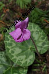 Europäisches Alpenveilchen, Cyclamen purpurascens, Primulaceae, Cyclamen purpurascens, Cyclamen europaeum, Europäisches Alpenveilchen, Habitus blühend Kauf von 00532_cyclamen_purpurascens_dsc_3214.jpg