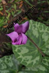 Europäisches Alpenveilchen, Cyclamen purpurascens, Primulaceae, Cyclamen purpurascens, Cyclamen europaeum, Europäisches Alpenveilchen, Habitus blühend Kauf von 00532_cyclamen_purpurascens_dsc_3215.jpg