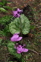 Europäisches Alpenveilchen, Cyclamen purpurascens, Primulaceae, Cyclamen purpurascens, Cyclamen europaeum, Europäisches Alpenveilchen, Habitus blühend Kauf von 00532_cyclamen_purpurascens_dsc_3216.jpg
