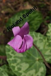 Europäisches Alpenveilchen, Cyclamen purpurascens, Primulaceae, Cyclamen purpurascens, Cyclamen europaeum, Europäisches Alpenveilchen, Habitus blühend Kauf von 00532_cyclamen_purpurascens_dsc_3218.jpg