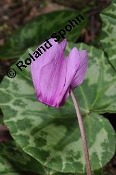 Europäisches Alpenveilchen, Cyclamen purpurascens, Primulaceae, Cyclamen purpurascens, Cyclamen europaeum, Europäisches Alpenveilchen, Habitus blühend Kauf von 00532_cyclamen_purpurascens_dsc_3219.jpg