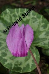 Europäisches Alpenveilchen, Cyclamen purpurascens, Primulaceae, Cyclamen purpurascens, Cyclamen europaeum, Europäisches Alpenveilchen, Habitus blühend Kauf von 00532_cyclamen_purpurascens_dsc_3220.jpg