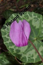 Europäisches Alpenveilchen, Cyclamen purpurascens, Primulaceae, Cyclamen purpurascens, Cyclamen europaeum, Europäisches Alpenveilchen, Habitus blühend Kauf von 00532_cyclamen_purpurascens_dsc_3221.jpg