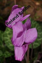 Europäisches Alpenveilchen, Cyclamen purpurascens, Primulaceae, Cyclamen purpurascens, Cyclamen europaeum, Europäisches Alpenveilchen, Habitus blühend Kauf von 00532_cyclamen_purpurascens_dsc_3222.jpg