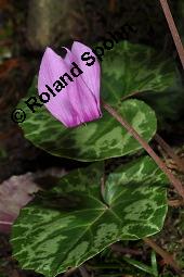 Europäisches Alpenveilchen, Cyclamen purpurascens, Primulaceae, Cyclamen purpurascens, Cyclamen europaeum, Europäisches Alpenveilchen, Habitus blühend Kauf von 00532_cyclamen_purpurascens_dsc_3224.jpg