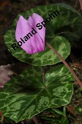 Europäisches Alpenveilchen, Cyclamen purpurascens, Primulaceae, Cyclamen purpurascens, Cyclamen europaeum, Europäisches Alpenveilchen, Habitus blühend Kauf von 00532_cyclamen_purpurascens_dsc_3225.jpg