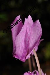 Europäisches Alpenveilchen, Cyclamen purpurascens, Primulaceae, Cyclamen purpurascens, Cyclamen europaeum, Europäisches Alpenveilchen, Habitus blühend Kauf von 00532_cyclamen_purpurascens_dsc_3227.jpg