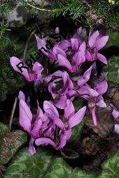 Europäisches Alpenveilchen, Cyclamen purpurascens, Primulaceae, Cyclamen purpurascens, Cyclamen europaeum, Europäisches Alpenveilchen, Habitus blühend Kauf von 00532_cyclamen_purpurascens_dsc_7569.jpg