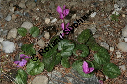 Europäisches Alpenveilchen, Cyclamen purpurascens, Primulaceae, Cyclamen purpurascens, Cyclamen europaeum, Europäisches Alpenveilchen, Habitus blühend Kauf von 00532cyclamen_purpurascensimg_3081.jpg