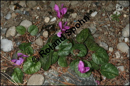Europäisches Alpenveilchen, Cyclamen purpurascens, Primulaceae, Cyclamen purpurascens, Cyclamen europaeum, Europäisches Alpenveilchen, Habitus blühend Kauf von 00532cyclamen_purpurascensimg_3082.jpg