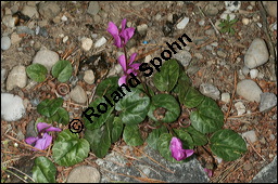 Europäisches Alpenveilchen, Cyclamen purpurascens, Primulaceae, Cyclamen purpurascens, Cyclamen europaeum, Europäisches Alpenveilchen, Habitus blühend Kauf von 00532cyclamen_purpurascensimg_3083.jpg