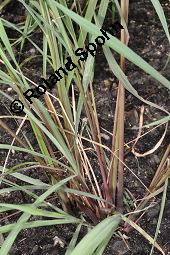 Westindisches Lemongras, Zitronengras, Hierba Luisa, Cymbopogon citratus, Anthropogon citratus, Cymbopogon citratus, Andropogon citratus, Westindisches Lemongras, Zitronengras, Hierba Luisa, Poaceae, Beblättert Kauf von 00533_cymbopogon_citratus_dsc_4257.jpg