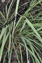 Westindisches Lemongras, Zitronengras, Hierba Luisa, Cymbopogon citratus, Anthropogon citratus, Cymbopogon citratus, Andropogon citratus, Westindisches Lemongras, Zitronengras, Hierba Luisa, Poaceae, Beblättert Kauf von 00533_cymbopogon_citratus_dsc_4258.jpg