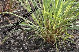 Westindisches Lemongras, Zitronengras, Hierba Luisa, Cymbopogon citratus, Anthropogon citratus, Cymbopogon citratus, Andropogon citratus, Westindisches Lemongras, Zitronengras, Hierba Luisa, Poaceae, Beblättert Kauf von 00533_cymbopogon_citratus_dsc_4259.jpg