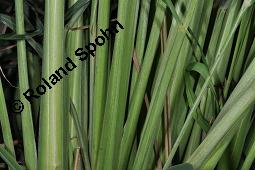 Westindisches Lemongras, Zitronengras, Hierba Luisa, Cymbopogon citratus, Anthropogon citratus, Cymbopogon citratus, Andropogon citratus, Westindisches Lemongras, Zitronengras, Hierba Luisa, Poaceae, Beblättert Kauf von 00533_cymbopogon_citratus_dsc_7031.jpg