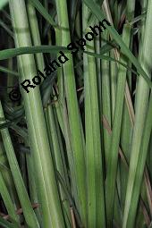 Westindisches Lemongras, Zitronengras, Hierba Luisa, Cymbopogon citratus, Anthropogon citratus, Cymbopogon citratus, Andropogon citratus, Westindisches Lemongras, Zitronengras, Hierba Luisa, Poaceae, Beblättert Kauf von 00533_cymbopogon_citratus_dsc_7032.jpg