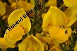 Gewöhnlicher Besenginster, Cytisus scoparius, Sarothamnus scoparius, Genista scoparia, Argyrocytisus scoparius, Cytisus scoparius, Sarothamnus scoparius, Genista scoparia, Argyrocytisus scoparius, Gewöhnlicher Besenginster, Fabaceae, mit Zikade Kauf von 00538_cytisus_scoparius_dsc_0676.jpg