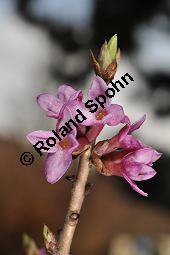Gewöhnlicher Seidelbast, Kellerhals, Daphne mezereum, Thymelaeaceae, Daphne mezereum, Gewöhnlicher Seidelbast, getrocknete Rinde Kauf von 00539_daphne_mezereum_dsc_1862.jpg