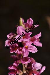 Gewöhnlicher Seidelbast, Kellerhals, Daphne mezereum, Thymelaeaceae, Daphne mezereum, Gewöhnlicher Seidelbast, getrocknete Rinde Kauf von 00539_daphne_mezereum_dsc_1936.jpg