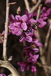 Gewöhnlicher Seidelbast, Kellerhals, Daphne mezereum, Thymelaeaceae, Daphne mezereum, Gewöhnlicher Seidelbast, getrocknete Rinde Kauf von 00539_daphne_mezereum_dsc_1938.jpg