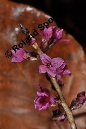 Gewöhnlicher Seidelbast, Kellerhals, Daphne mezereum, Thymelaeaceae, Daphne mezereum, Gewöhnlicher Seidelbast, getrocknete Rinde Kauf von 00539_daphne_mezereum_dsc_8213.jpg