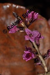 Gewöhnlicher Seidelbast, Kellerhals, Daphne mezereum, Thymelaeaceae, Daphne mezereum, Gewöhnlicher Seidelbast, getrocknete Rinde Kauf von 00539_daphne_mezereum_dsc_8214.jpg