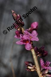 Gewöhnlicher Seidelbast, Kellerhals, Daphne mezereum, Thymelaeaceae, Daphne mezereum, Gewöhnlicher Seidelbast, getrocknete Rinde Kauf von 00539_daphne_mezereum_dsc_8215.jpg