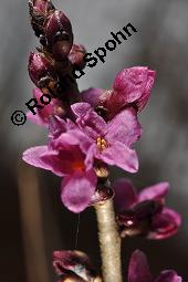 Gewöhnlicher Seidelbast, Kellerhals, Daphne mezereum, Thymelaeaceae, Daphne mezereum, Gewöhnlicher Seidelbast, getrocknete Rinde Kauf von 00539_daphne_mezereum_dsc_8216.jpg
