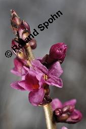 Gewöhnlicher Seidelbast, Kellerhals, Daphne mezereum, Thymelaeaceae, Daphne mezereum, Gewöhnlicher Seidelbast, getrocknete Rinde Kauf von 00539_daphne_mezereum_dsc_8218.jpg