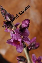 Gewöhnlicher Seidelbast, Kellerhals, Daphne mezereum, Thymelaeaceae, Daphne mezereum, Gewöhnlicher Seidelbast, getrocknete Rinde Kauf von 00539_daphne_mezereum_dsc_8219.jpg