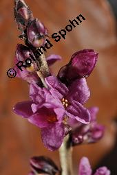 Gewöhnlicher Seidelbast, Kellerhals, Daphne mezereum, Thymelaeaceae, Daphne mezereum, Gewöhnlicher Seidelbast, getrocknete Rinde Kauf von 00539_daphne_mezereum_dsc_8220.jpg