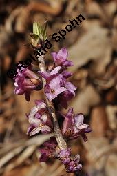 Gewöhnlicher Seidelbast, Kellerhals, Daphne mezereum, Thymelaeaceae, Daphne mezereum, Gewöhnlicher Seidelbast, getrocknete Rinde Kauf von 00539_daphne_mezereum_dsc_8456.jpg