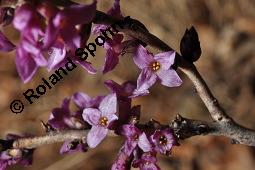 Gewöhnlicher Seidelbast, Kellerhals, Daphne mezereum, Thymelaeaceae, Daphne mezereum, Gewöhnlicher Seidelbast, getrocknete Rinde Kauf von 00539_daphne_mezereum_dsc_8457.jpg