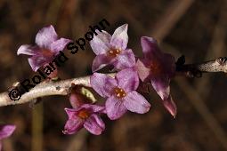 Gewöhnlicher Seidelbast, Kellerhals, Daphne mezereum, Thymelaeaceae, Daphne mezereum, Gewöhnlicher Seidelbast, getrocknete Rinde Kauf von 00539_daphne_mezereum_dsc_8459.jpg