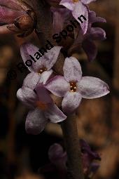 Gewöhnlicher Seidelbast, Kellerhals, Daphne mezereum, Thymelaeaceae, Daphne mezereum, Gewöhnlicher Seidelbast, getrocknete Rinde Kauf von 00539_daphne_mezereum_dsc_8464.jpg