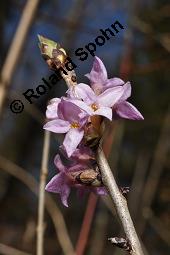 Gewöhnlicher Seidelbast, Kellerhals, Daphne mezereum, Thymelaeaceae, Daphne mezereum, Gewöhnlicher Seidelbast, getrocknete Rinde Kauf von 00539_daphne_mezereum_dsc_8470.jpg