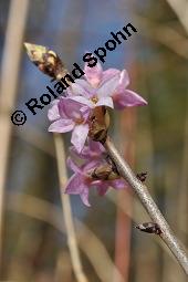 Gewöhnlicher Seidelbast, Kellerhals, Daphne mezereum, Thymelaeaceae, Daphne mezereum, Gewöhnlicher Seidelbast, getrocknete Rinde Kauf von 00539_daphne_mezereum_dsc_8471.jpg